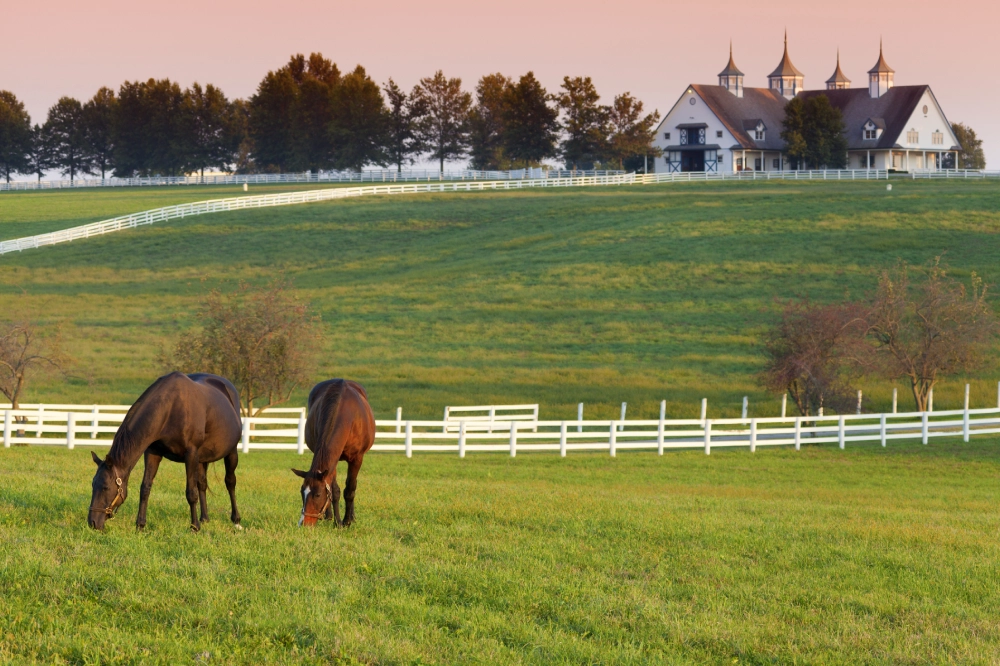 Horses eating grass in the fields