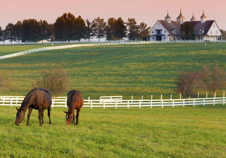 Horses eating grass in the fields